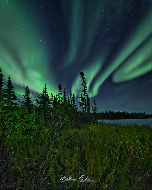Aurora streaming above spruce at a lake edge in autumn, tall grass lit green in the foreground