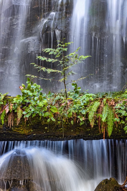 A young sapling rooted on a fern-covered ledge with a long-exposure curtain of falling water behind it