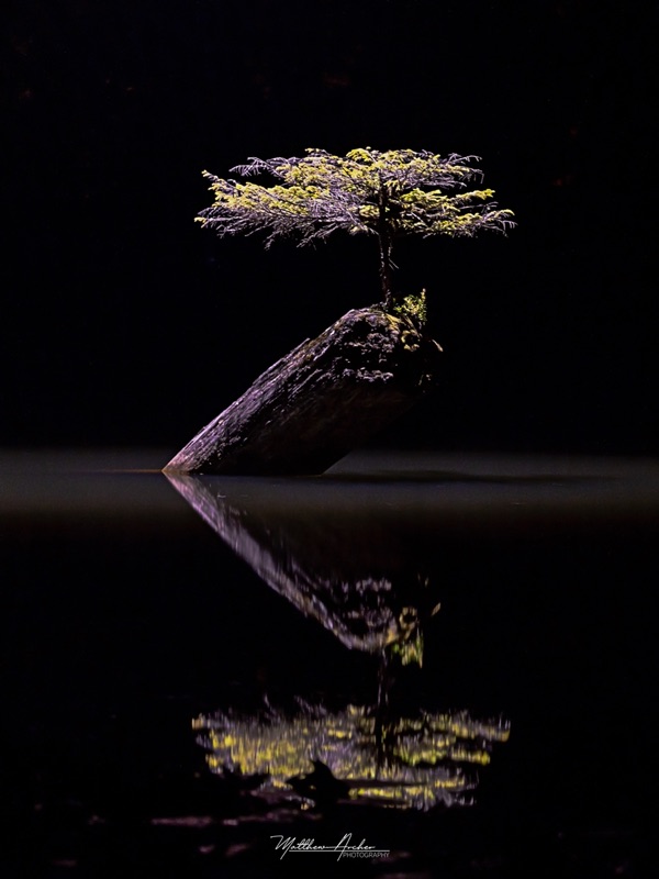 The Fairy Lake bonsai fir growing from a submerged log, lit at night and mirrored in black still water