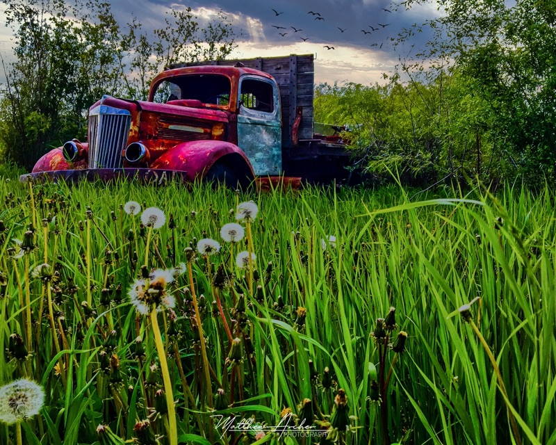 An abandoned vintage truck with peeling pink and blue paint sitting in tall grass and dandelion seed heads at dusk