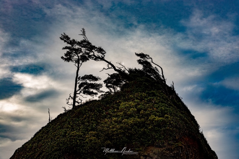 Wind-bent trees clinging to the crown of a steep grassy sea stack, silhouetted against a moody Oregon sky