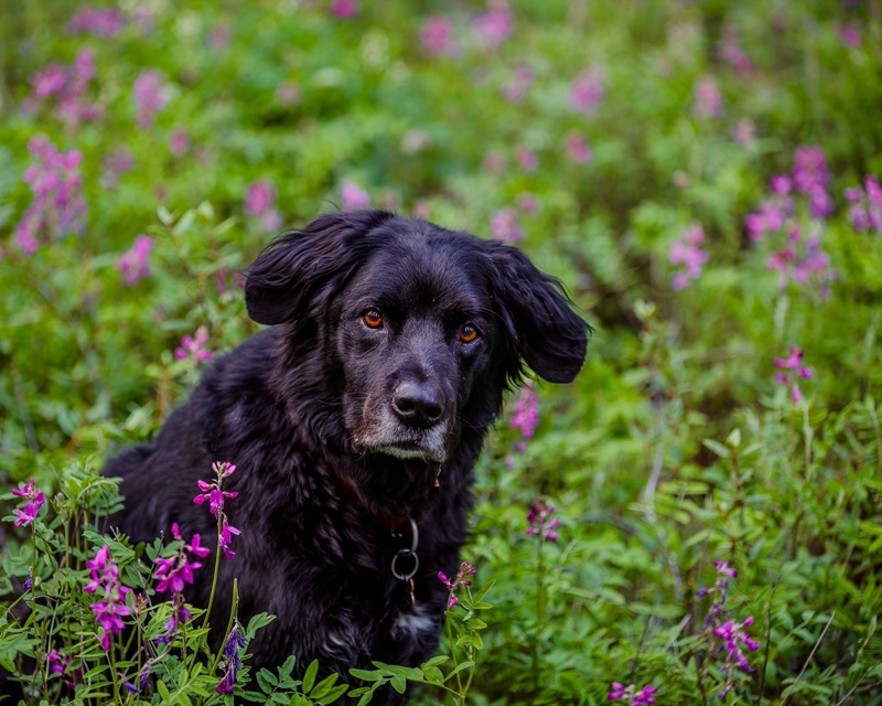 A black long-haired dog sitting among magenta wildflowers, looking straight into the camera
