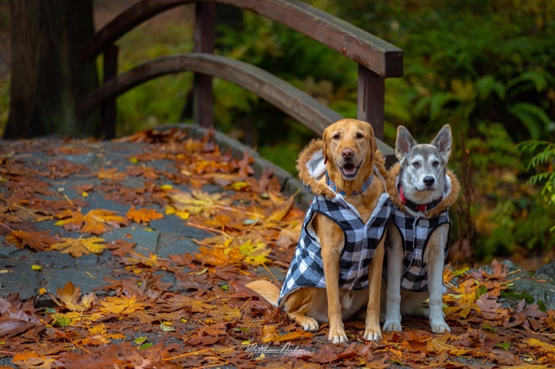 A golden retriever and a husky sitting together in matching plaid coats on a leaf-covered path beside a wooden bridge