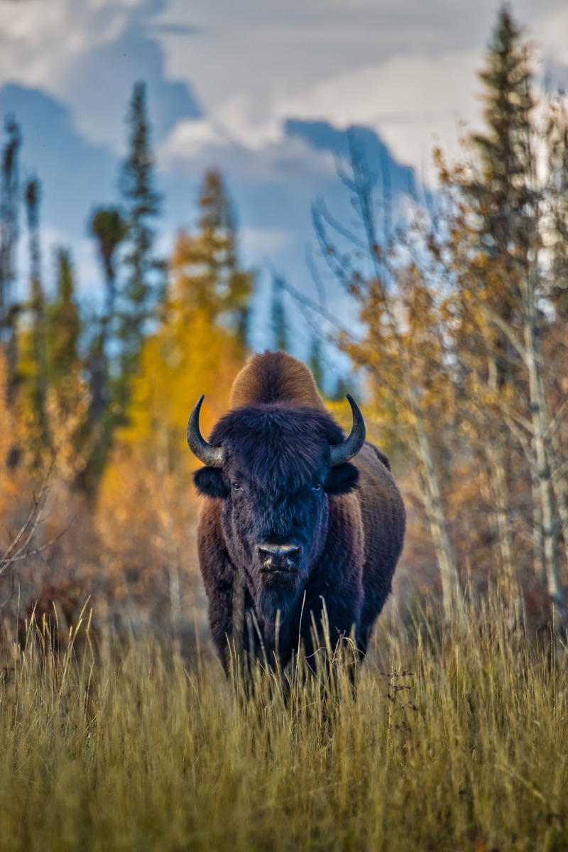 A wood bison bull head-on in tall autumn grass, golden aspen behind — "Edzire", a fine art print by Matthew Archer