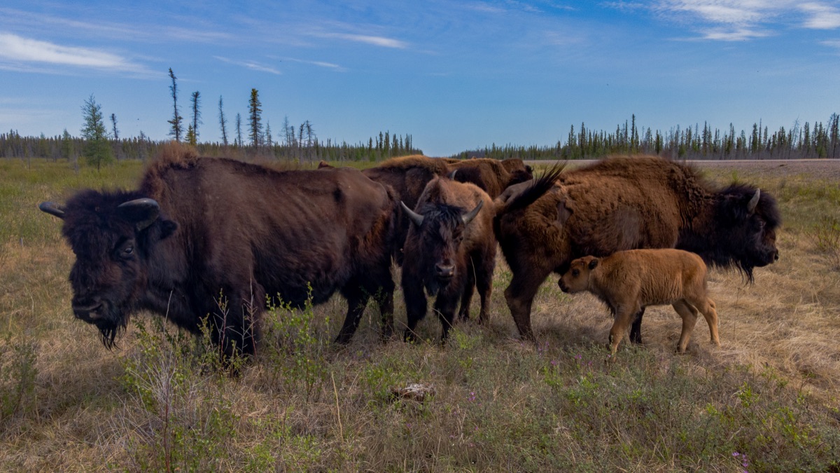 A herd at the roadside in summer, a pale calf tucked among them — "Edzire Family", a fine art print by Matthew Archer