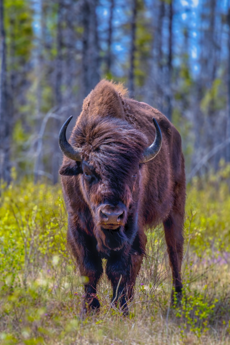 A bison bull standing in green willow scrub, shaggy with spring coat — "Edzire II", a fine art print by Matthew Archer