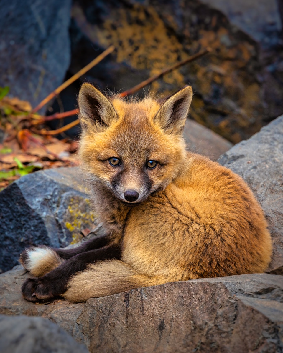 A red fox kit curled on a rock ledge, watching the camera — "Kit on the Rocks", a fine art print by Matthew Archer