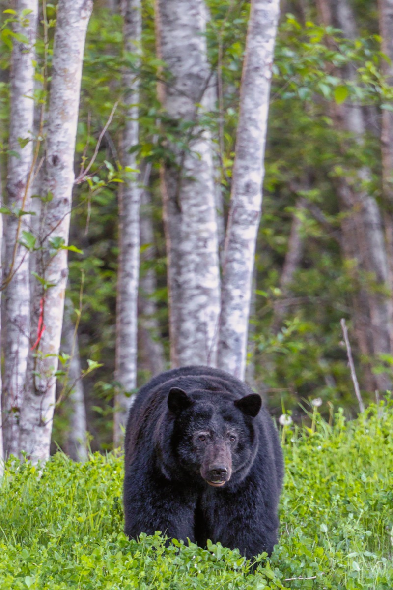 A black bear at the edge of a birch stand in summer growth — "A Canadian King", a fine art print by Matthew Archer