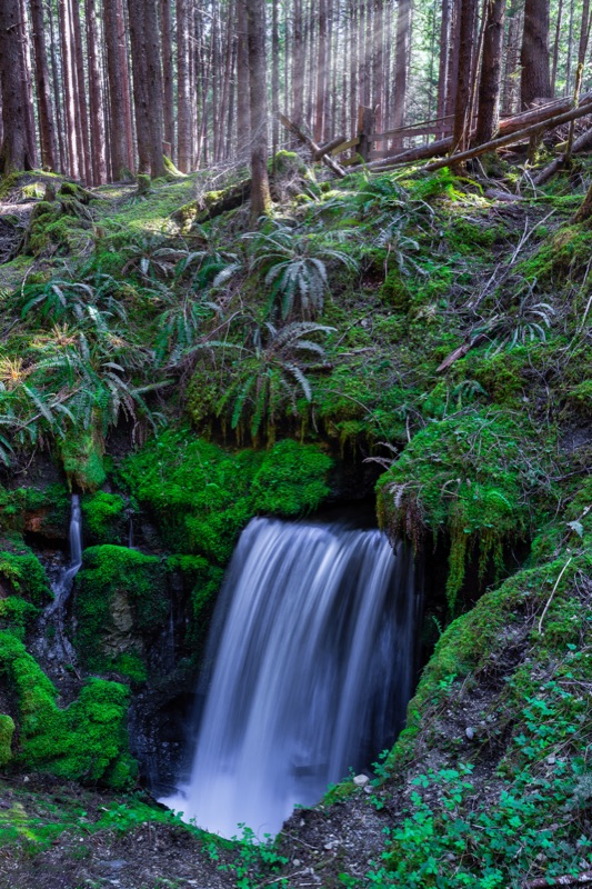 A waterfall dropping into a moss and fern grotto in old-growth forest — "Eternal Fountain", a fine art print by Matthew Archer