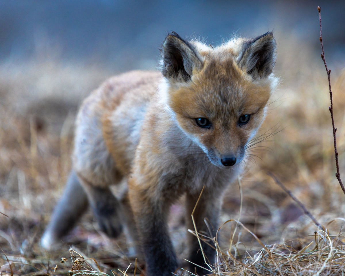 A fox kit walking straight toward the lens in the last of the light — "Curious Kit", a fine art print by Matthew Archer
