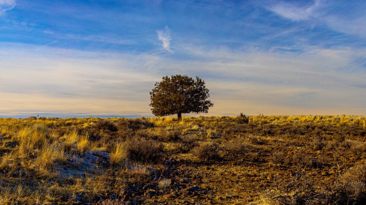 A single tree on open golden grassland beneath a wide sky — "All By My Lonesome", a fine art print by Matthew Archer