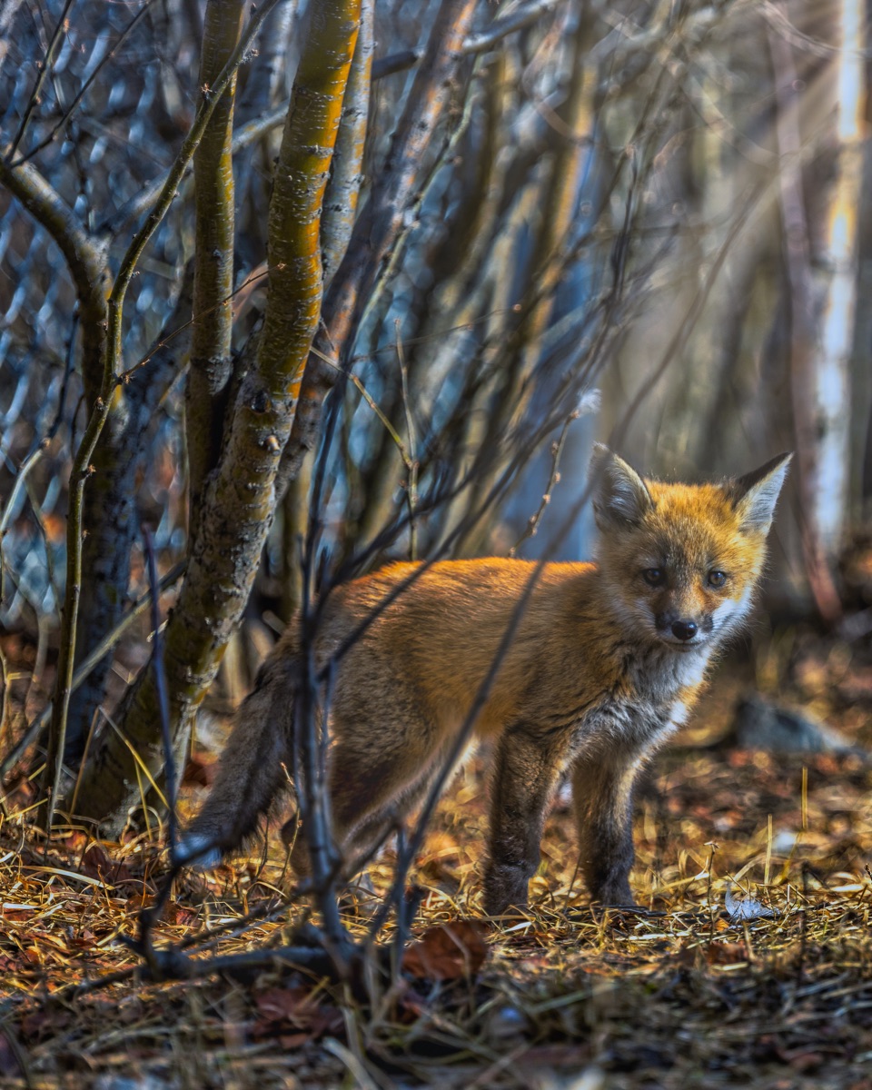 A young fox among bare saplings, coat lit warm by low sun — "Fox Pup at Sunset", a fine art print by Matthew Archer