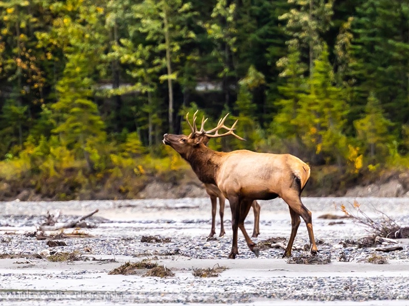 A bull elk with a full rack of antlers crossing a wide gravel riverbed, head raised, dense evergreen forest behind