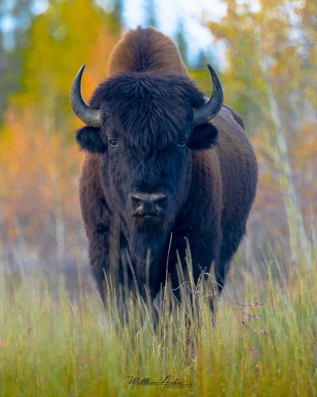 A wood bison bull standing head-on in tall autumn grass, golden birch leaves filling the background