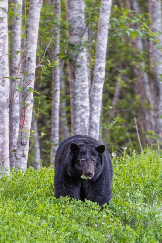 A black bear walking through green summer undergrowth at the edge of a stand of birch trees