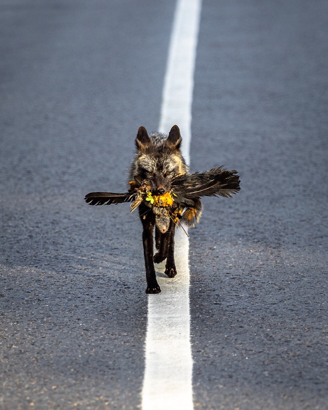 A dark cross fox trotting up the centre line of a highway carrying a bird in its mouth