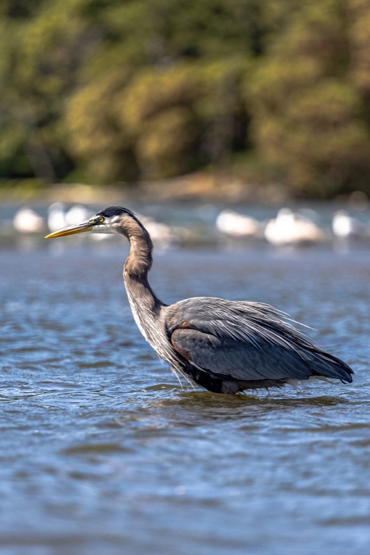 A great blue heron standing in shallow water, pale waterbirds blurred on the far side of the bay
