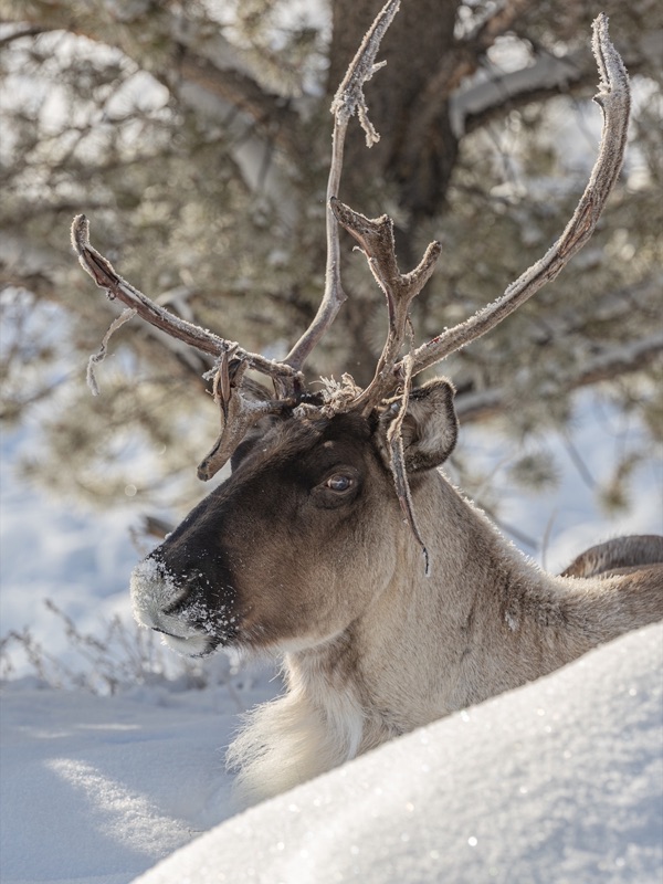 A caribou resting in deep snow, frost clinging to its antlers and muzzle