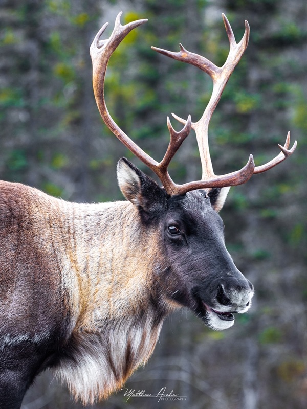 Portrait of a caribou bull with antlers still in velvet, mouth open mid-chew