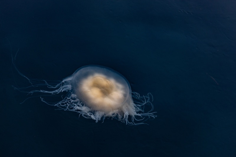 A moon jellyfish drifting alone through dark blue water, tentacles trailing behind it