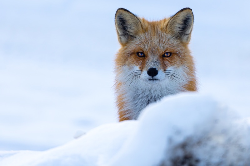 A red fox looking over the top of a snowbank straight into the camera