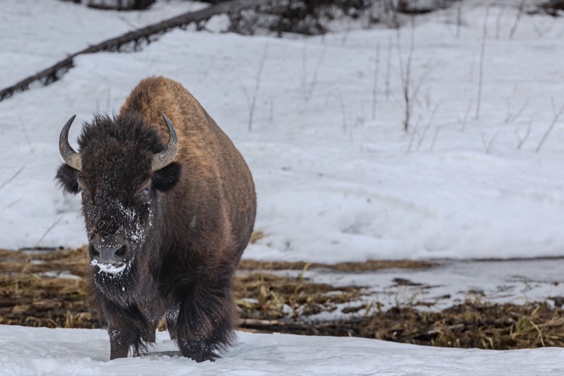 A wood bison walking through patchy spring snow near Liard, snow crusted along its muzzle