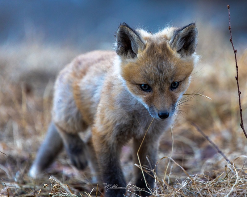 A fox kit stepping through dry grass at dusk, ears up and eyes fixed on the camera