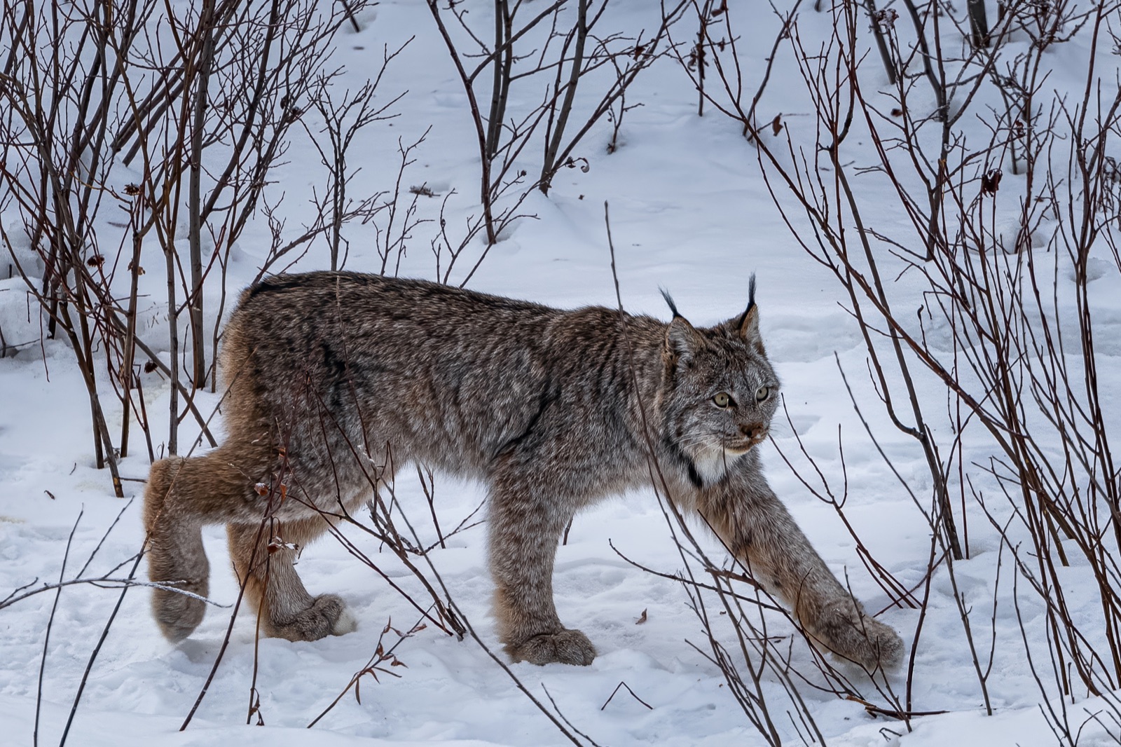 A Canada lynx walking through bare willow scrub in deep snow, ear tufts raised and its gaze turned toward the camera