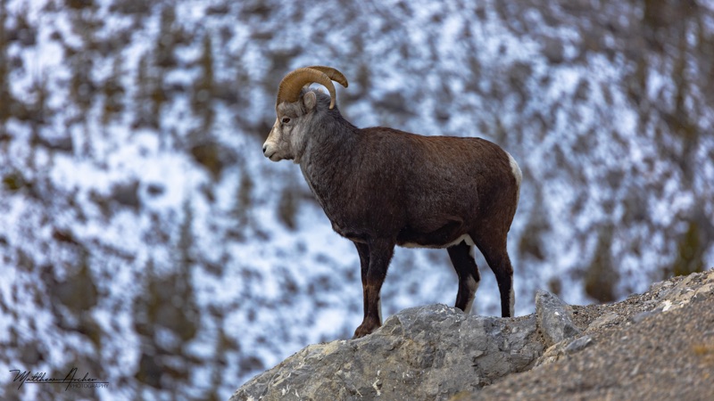 A mountain sheep standing on a rocky outcrop, snow-dusted slope rising behind