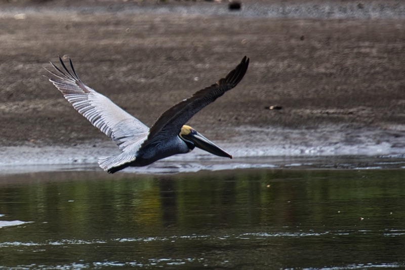 A brown pelican gliding low over shallow water with its wings fully extended