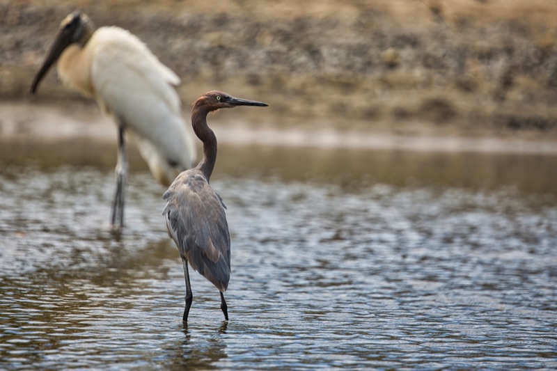 A reddish egret standing in shallow water, a white wading bird blurred behind it