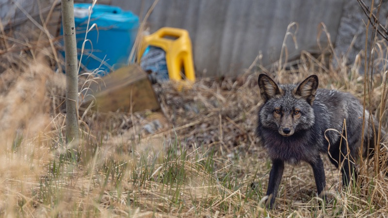 A silver fox standing in dry grass beside a shed and stacked barrels, watching the camera