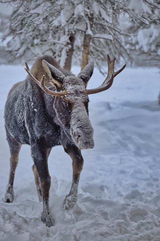 A young bull moose walking through deep snow, frost clinging to its coat and antlers
