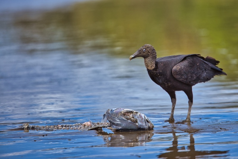 A black vulture standing in shallow water beside a carcass, wings half open