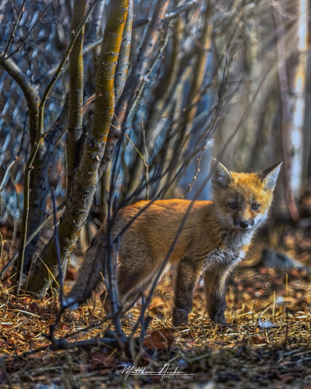 A young fox standing among bare saplings in low evening light, its coat lit warm against the forest floor