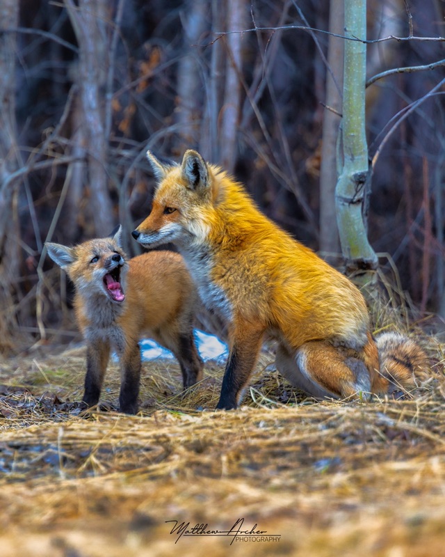 A fox kit standing beside its mother with its mouth wide open mid-yelp, both lit by low sun