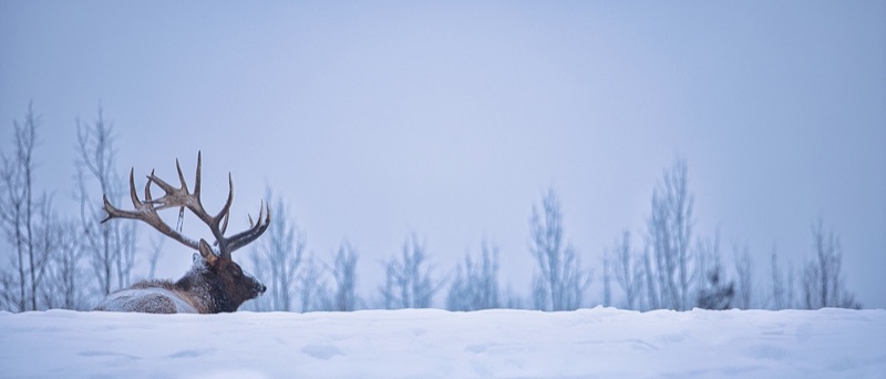 A bull elk bedded down in deep snow, only its head and antlers above the drift, bare trees in the pale distance