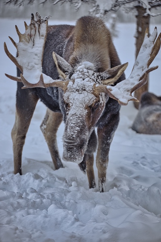 A bull moose walking head-on through deep snow, frost caked across its face and antlers